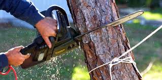 Best Weed Control  in Rollingwood, CA