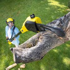 Reliable Rollingwood, CA Tree Care Solutions
