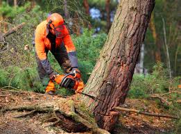 Best Tree Mulching  in Rollingwood, CA
