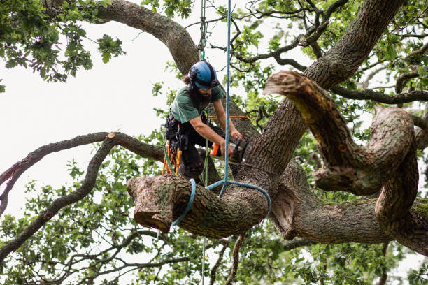 Best Tree Preservation Services  in Rollingwood, CA