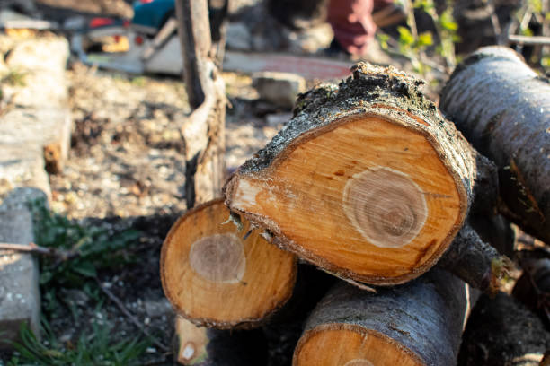 Best Stump Grinding and Removal  in Rollingwood, CA