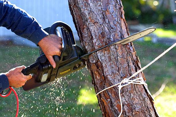 Best Grass Overseeding  in Rollingwood, CA