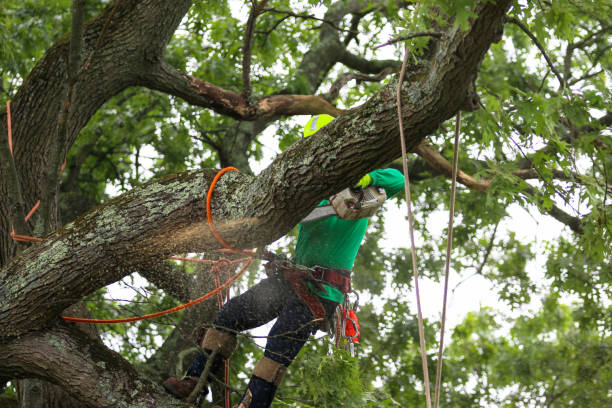 How Our Tree Care Process Works  in  Rollingwood, CA