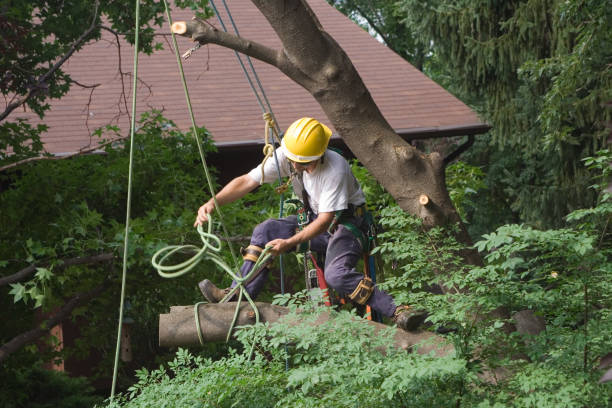 Best Lawn Irrigation Installation and Maintenance  in Rollingwood, CA