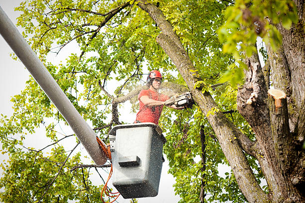 Best Palm Tree Trimming  in Rollingwood, CA