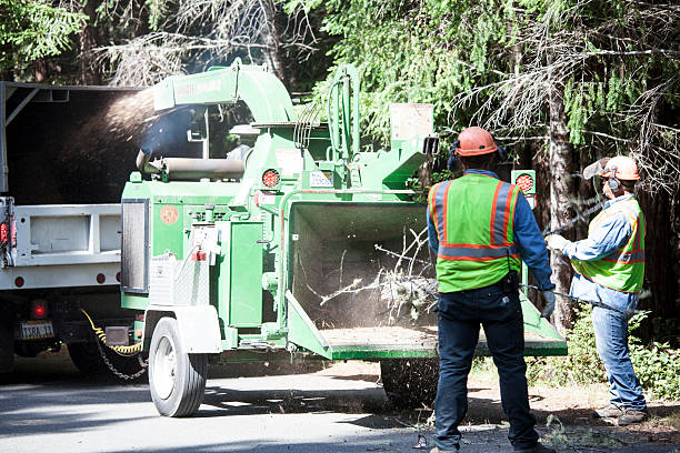 Best Arborist Consultation Services  in Rollingwood, CA
