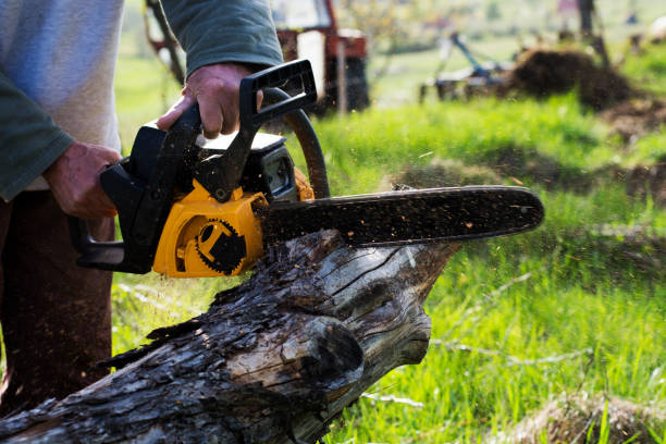 Best Storm Damage Tree Cleanup  in Rollingwood, CA