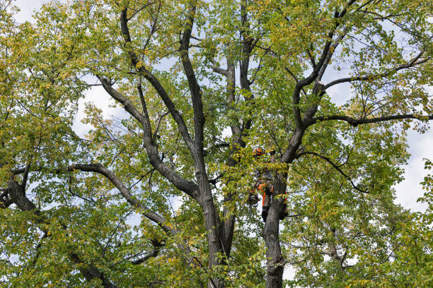 Best Utility Line Clearance  in Rollingwood, CA